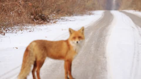 Wild young red fox