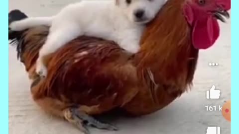 Dog and Rooster