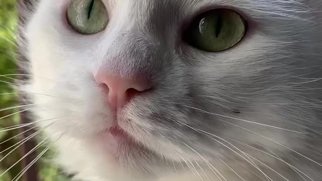Pretty cat 🐱