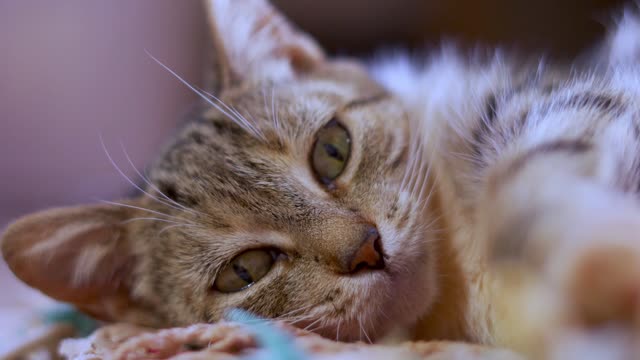 assista agora um vídeo de gatinhos fofos