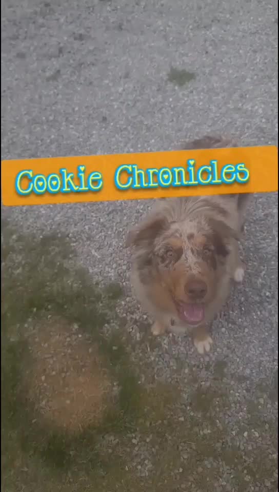 Cookie chronicles. Fetch fail