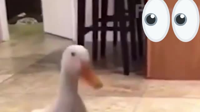 goose and vacuum cleaner