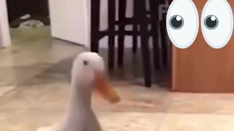 goose and vacuum cleaner