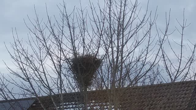 Magpie's nest