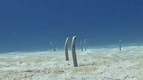 Garden Eels