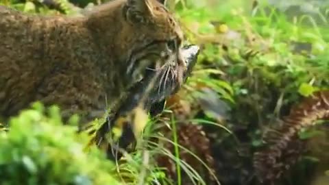 Lynx fishing video!