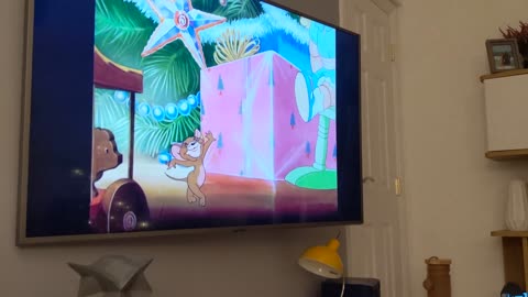 Cat watching Tom and Jerry so funny