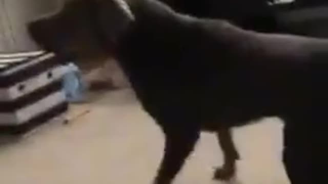 Amazing Dog