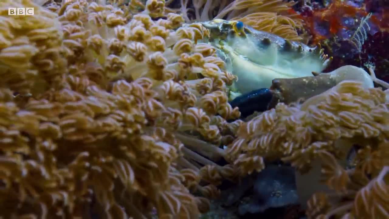 Cuttlefish Hypnotises Prey | Blue Planet II | BBC Earth