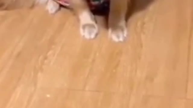 happy videos of dog