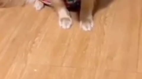happy videos of dog