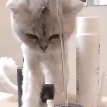 Cute and Funny Cat | Animals