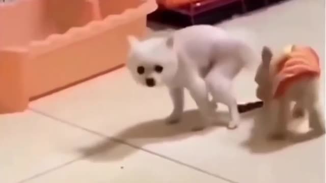 the skin of the dog feels confortable