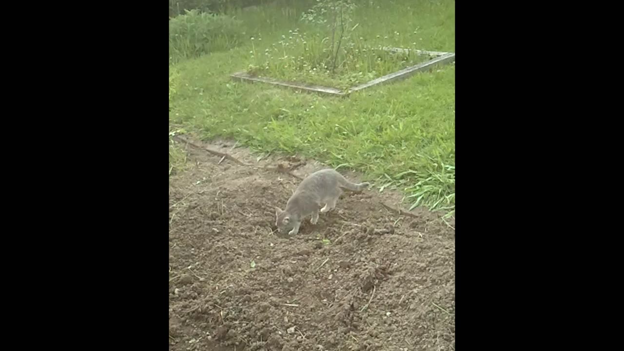 A young cat explores the garden in summer