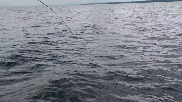 Lake Michigan Lake Trout