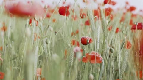 Beautiful Flowers