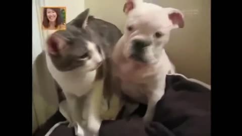 Angry Cats Vs Dogs Superb Funny Compilation 2021