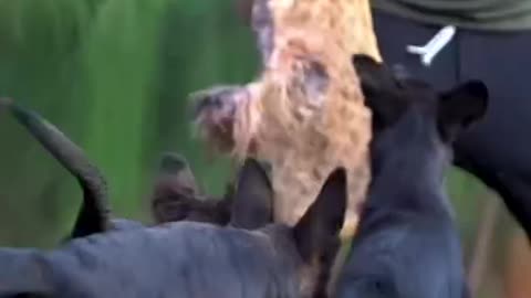 Dogs Lovers