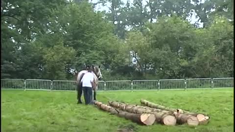 dutch horses