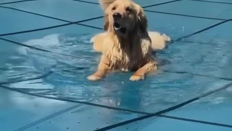 hudsonbe Dog...