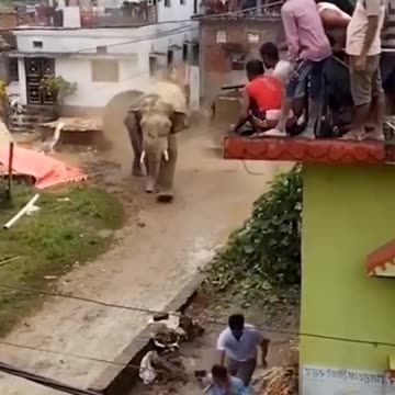 Elephant attacks village dangerously
