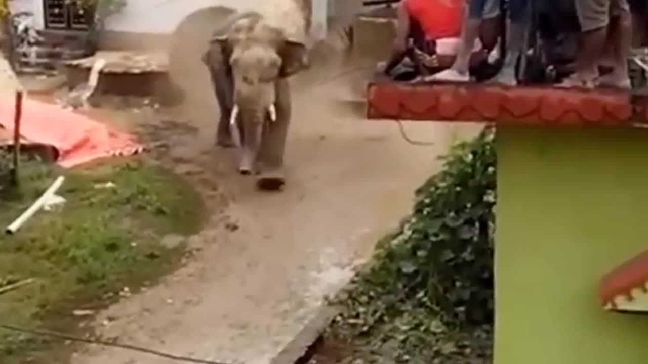 Elephant attacks village dangerously