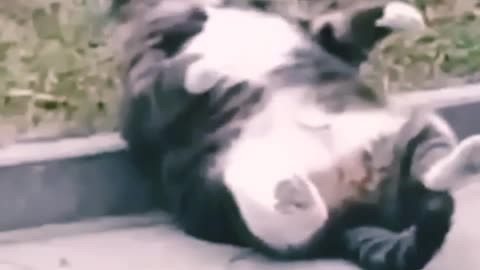"Hilarious Cat Capers: Feline Follies Unleashed!"