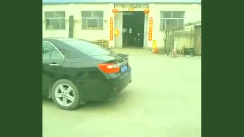 Animal Videos 2023