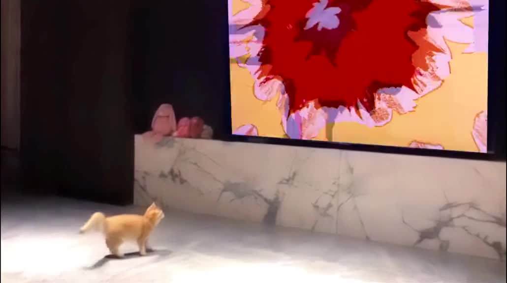 It turns out that cats do this when they are nervous