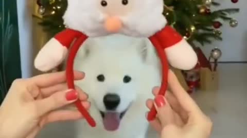 Happy Christmas 🎄 Day in advance For all Dog's Lovers