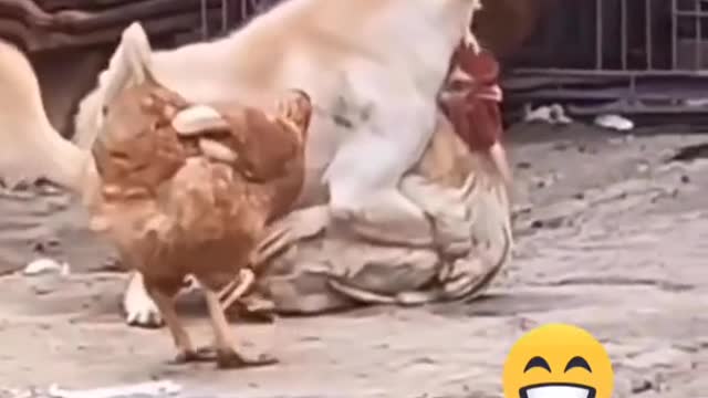 Hen Dog WWE Fight video