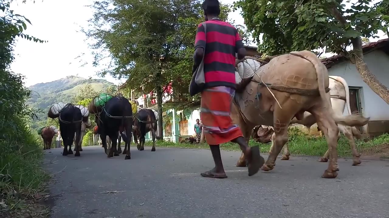 loader on bullocks