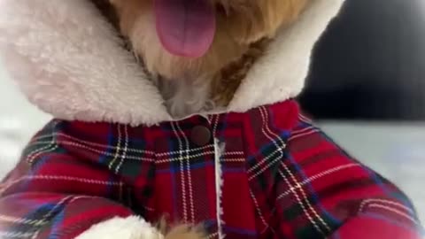 #puppycute #cutepuppy #cutedog #fyp
