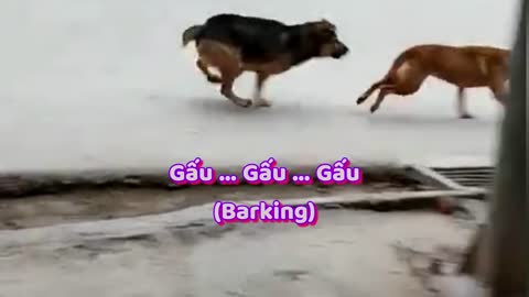 Dog v\s dog#