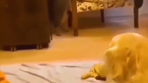 Funny and cute pets videos