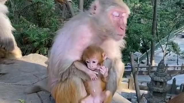 This monkey mother is too rude to take her baby