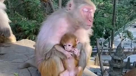 This monkey mother is too rude to take her baby