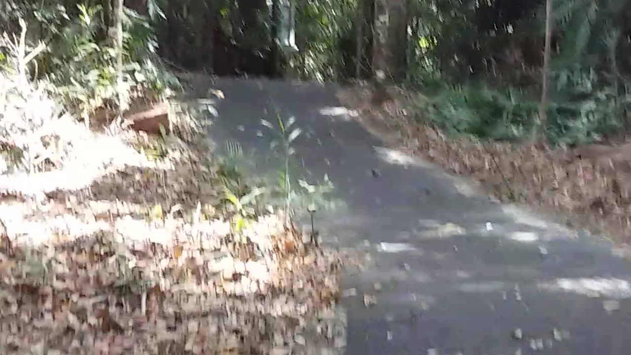16.11.2023 The Jungle Walk