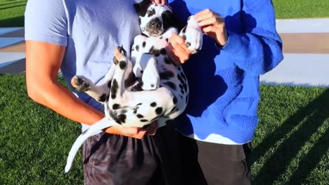 GUESS THE DALMATIAN SPOTS WIN $1,000_3840p