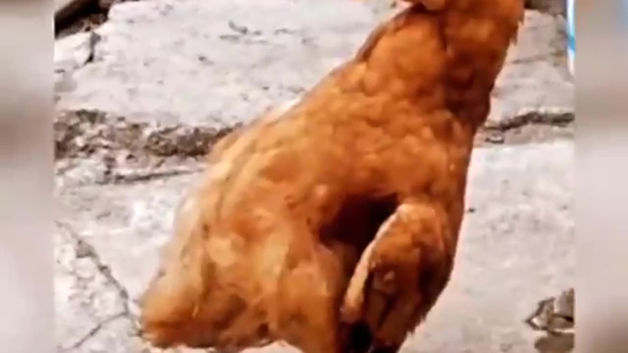 The dancing chicken