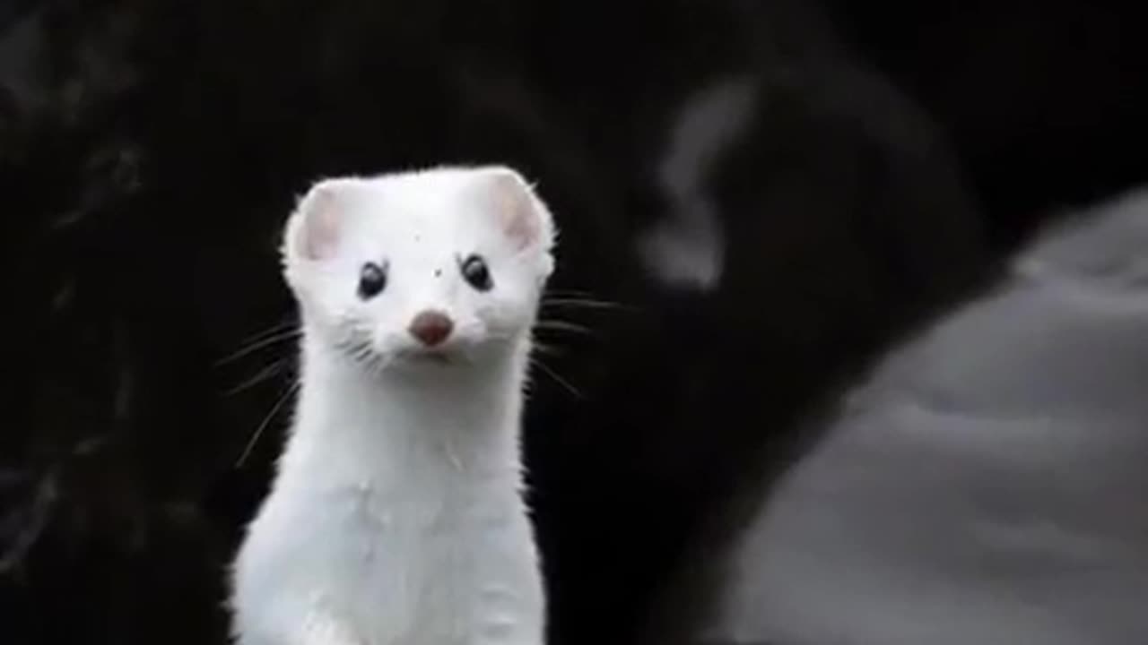 HAVE U EVER SEEN A WHITE WEASEL?