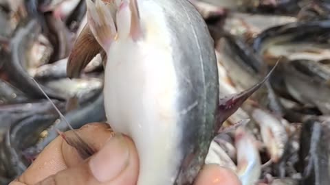 Best Tengra Fish Video In Fish Market l Tengra Mach Video#shorts
