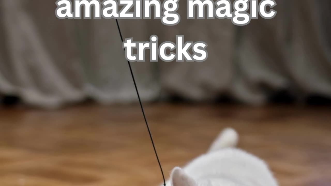 Cat Magicians