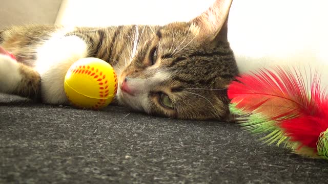 Cute Kitten Falls Asleep among His Toys