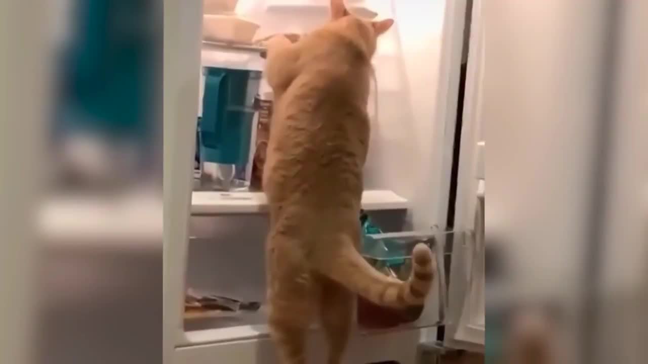 The cat's failure