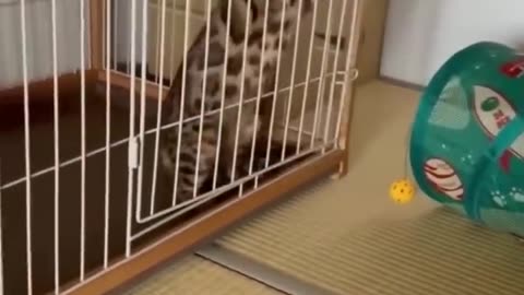 #short#viral# animals funny video