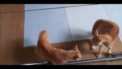 Cats fighting and Meowing| these two are bloody brothers