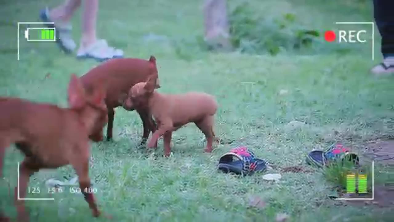 How Min Pin React when seeing Strangers Running Barking ! Viral Dog