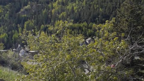 Chipmunk sounds overlooking the Gregory Diggings Central City Colorado