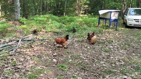 Happy chickens